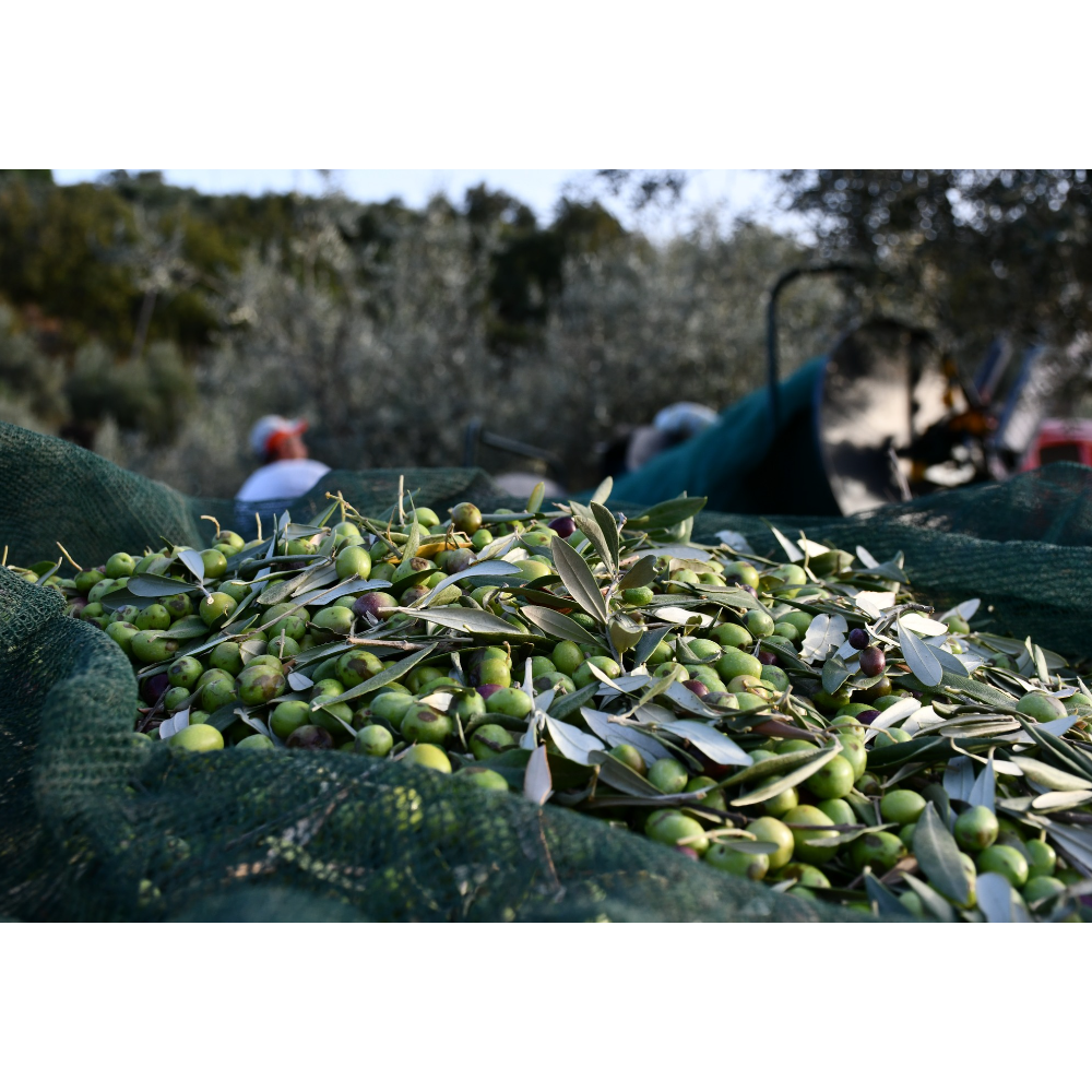 Olio Extravergine di Oliva Biologico Calabrese - Pet da 50 cl