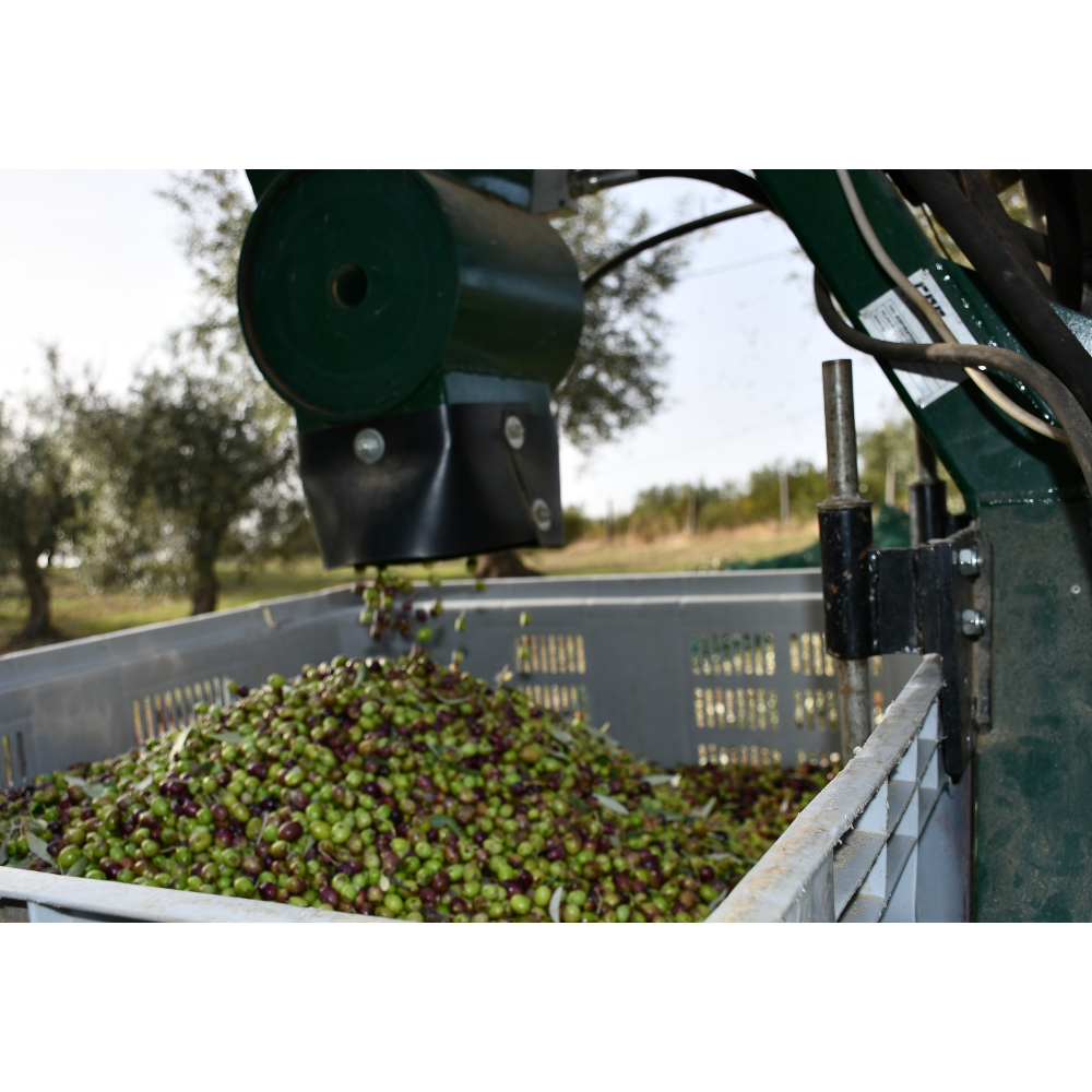 Olio Extravergine di Oliva Biologico Calabrese - Bottiglia da 75 cl
