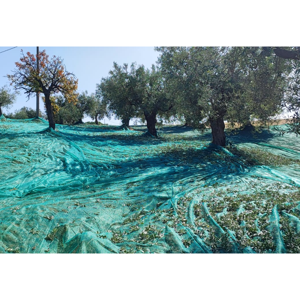 Olio Extravergine di Oliva Biologico Calabrese - Bottiglia da 75 cl