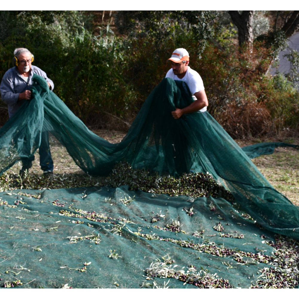 Olio Extravergine di Oliva Biologico Calabrese - Latta da 5 Litri