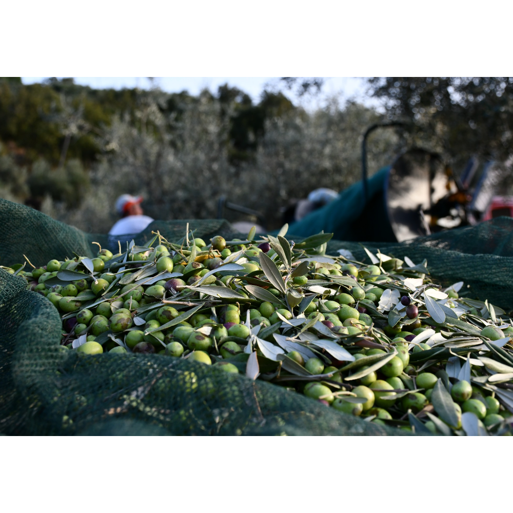 Olio Extravergine di Oliva Biologico Calabrese - Pet da 1 Litro