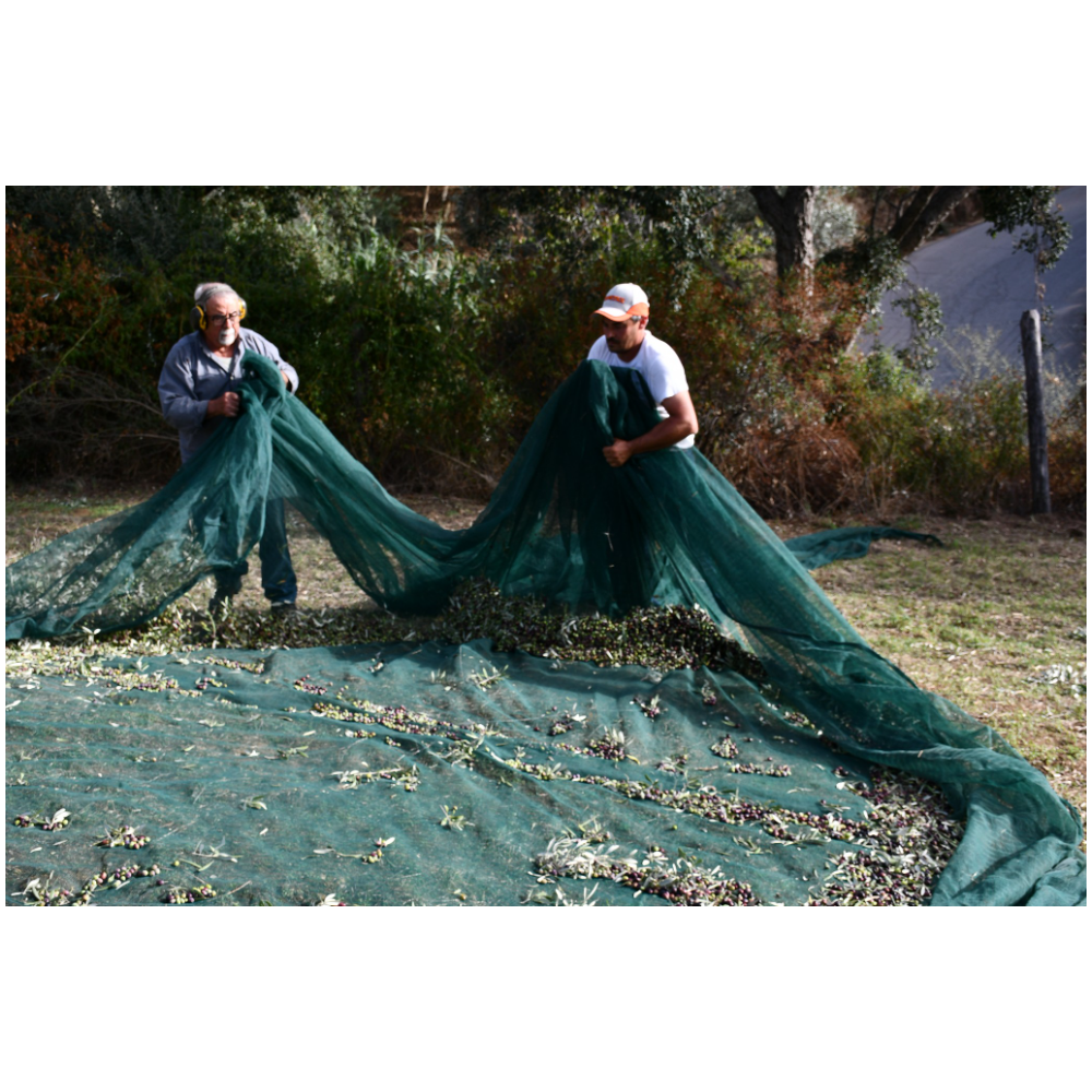 Olio Extravergine di Oliva Italiano Biologico Estratto a Freddo - 50 cl