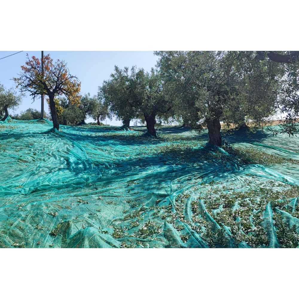 Olio Extravergine di Oliva Italiano Biologico Estratto a Freddo - 50 cl