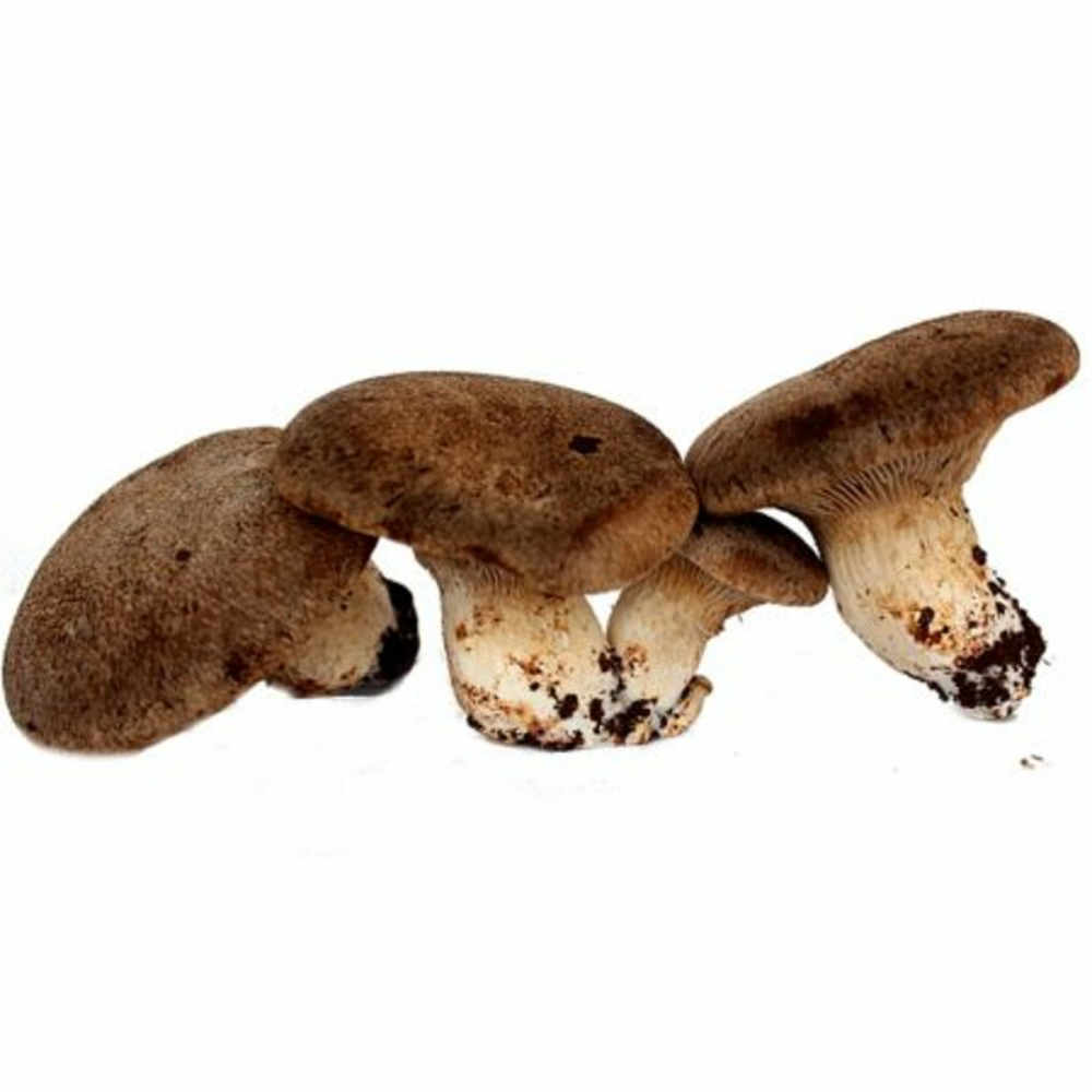 Funghi Cardoncelli della Murgia Freschi - 5Kg