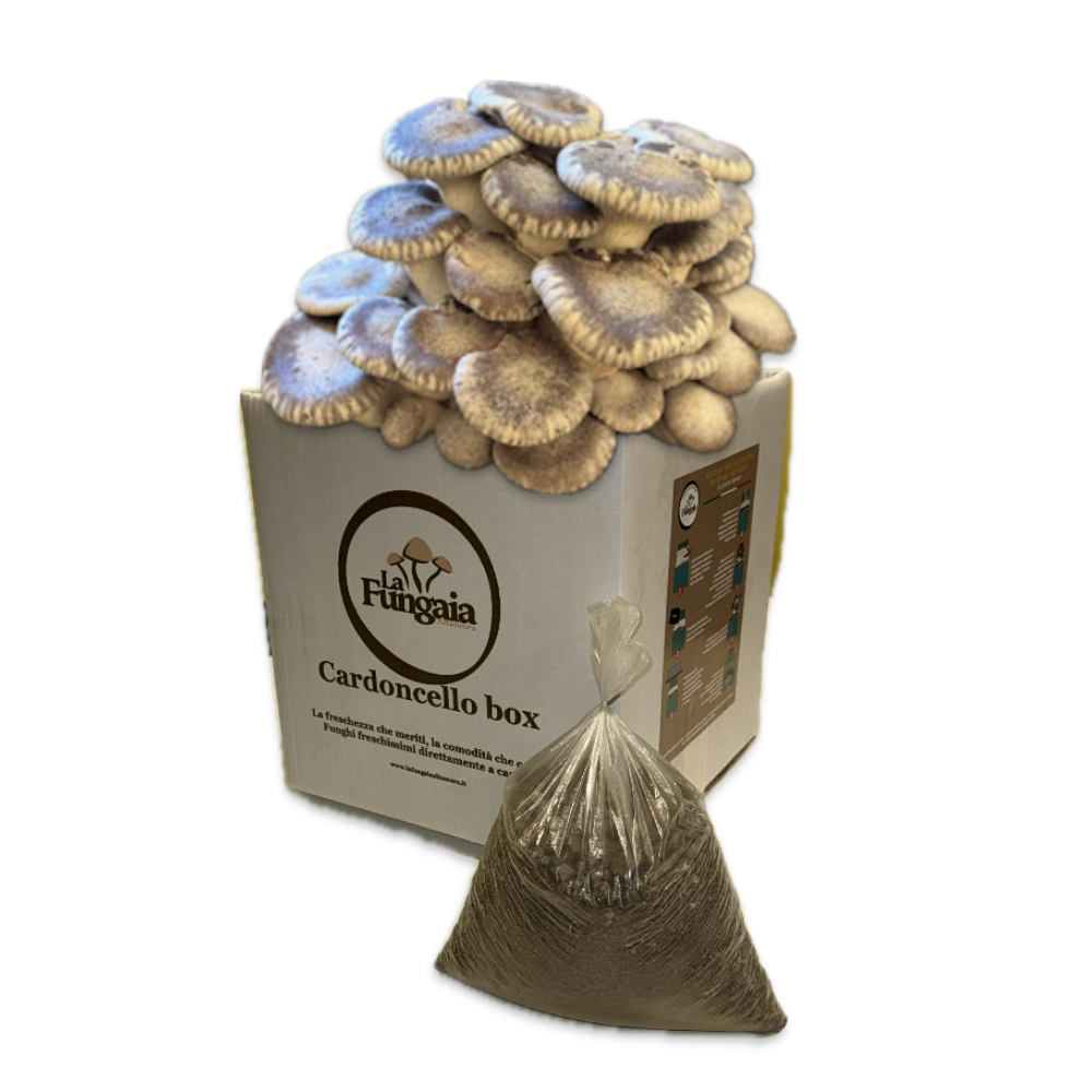 Kit Composto da 2 Ballette + Terriccio per la Coltivazione del Fungo Cardoncello della Murgia