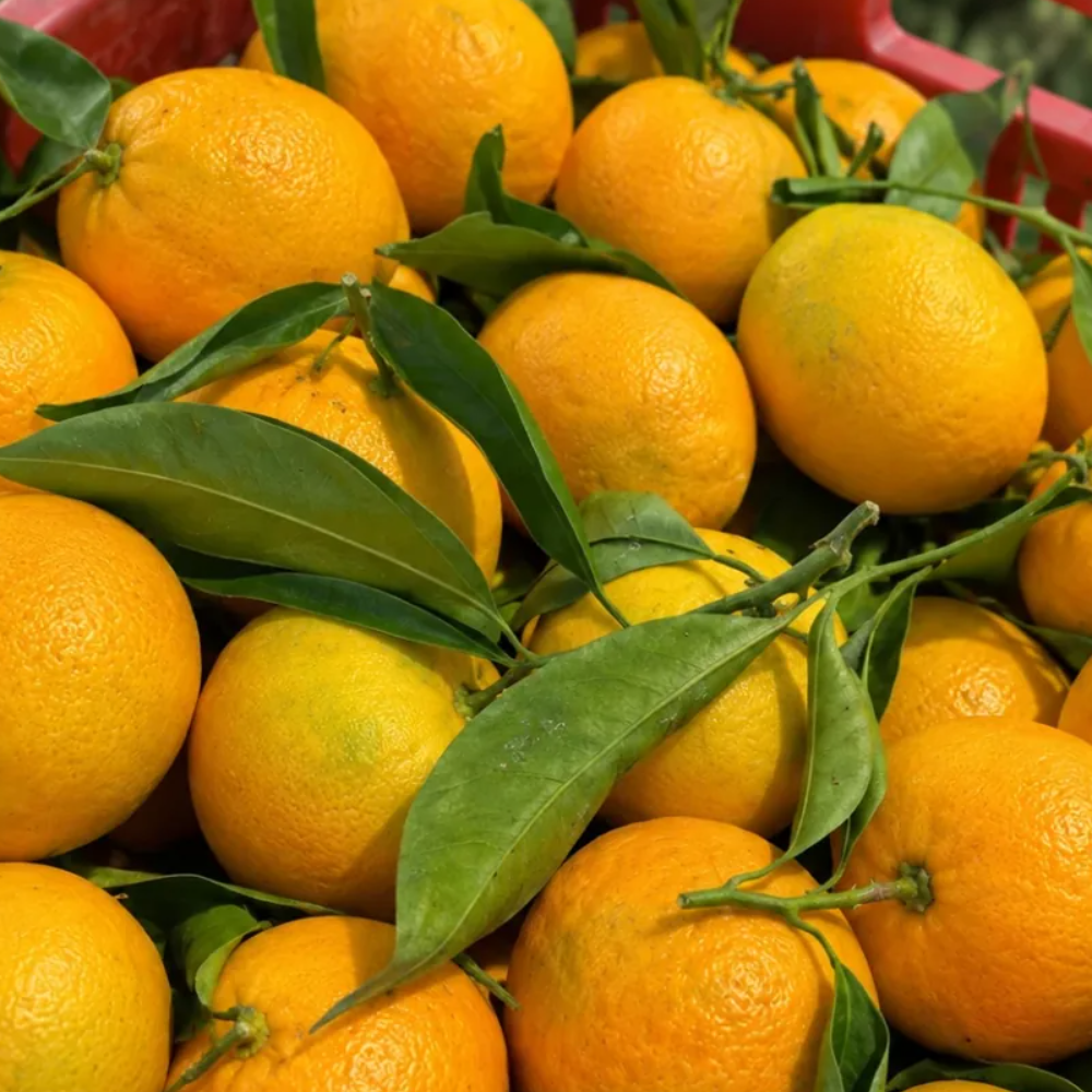 CLEMENTINE PRIMOSOLE SICILIANE