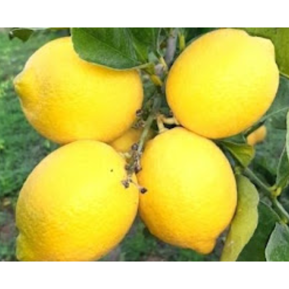 Limoni Siciliani di Ribera - 8 Kg