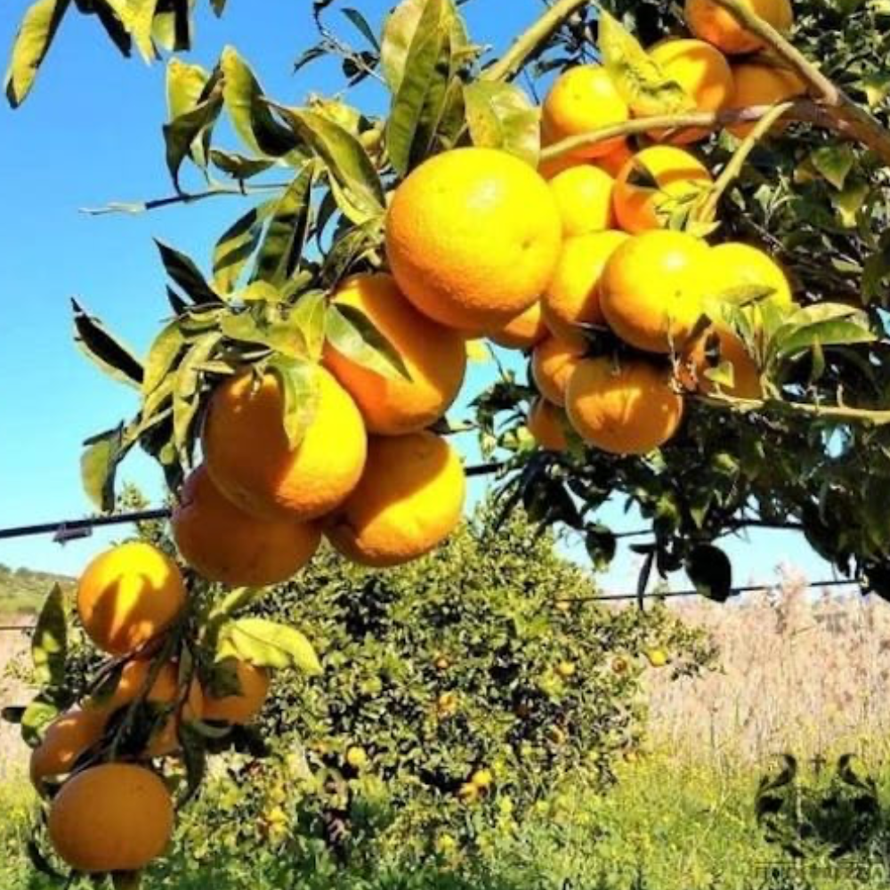 Arance di Ribera Vaniglia Apireno - 12kg