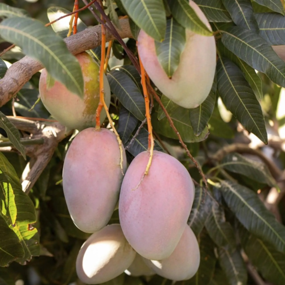 Mango Siciliano - 1 Kg