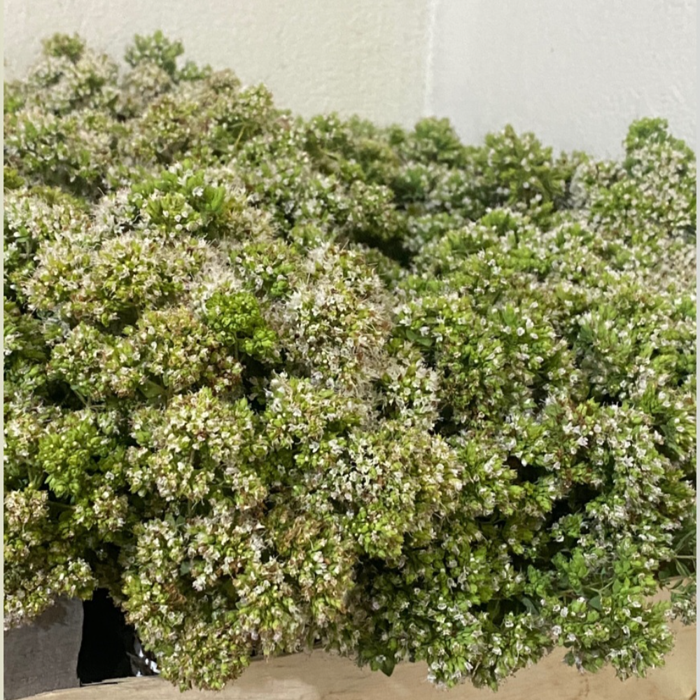ORIGANO SICILIANO GR.50