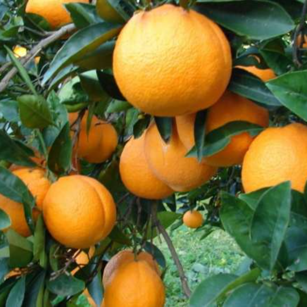 Arancia da tavolo - 1Kg