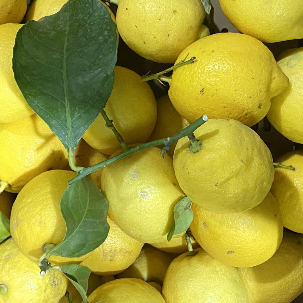 Limone Primofiore da Zagara Bianca - 1Kg