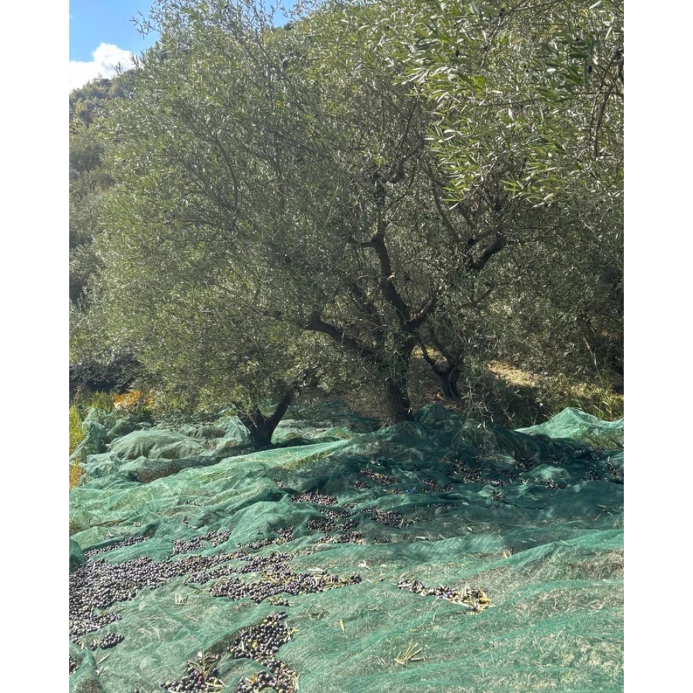 Olio Extravergine di Oliva 100% Italiano Estratto a Freddo e Non filtrato - 5 Litri