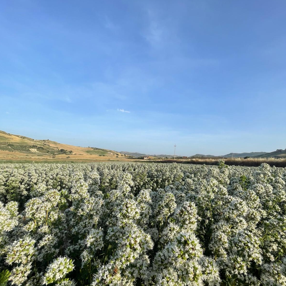 Origano di Sicilia in Rami - 30gr