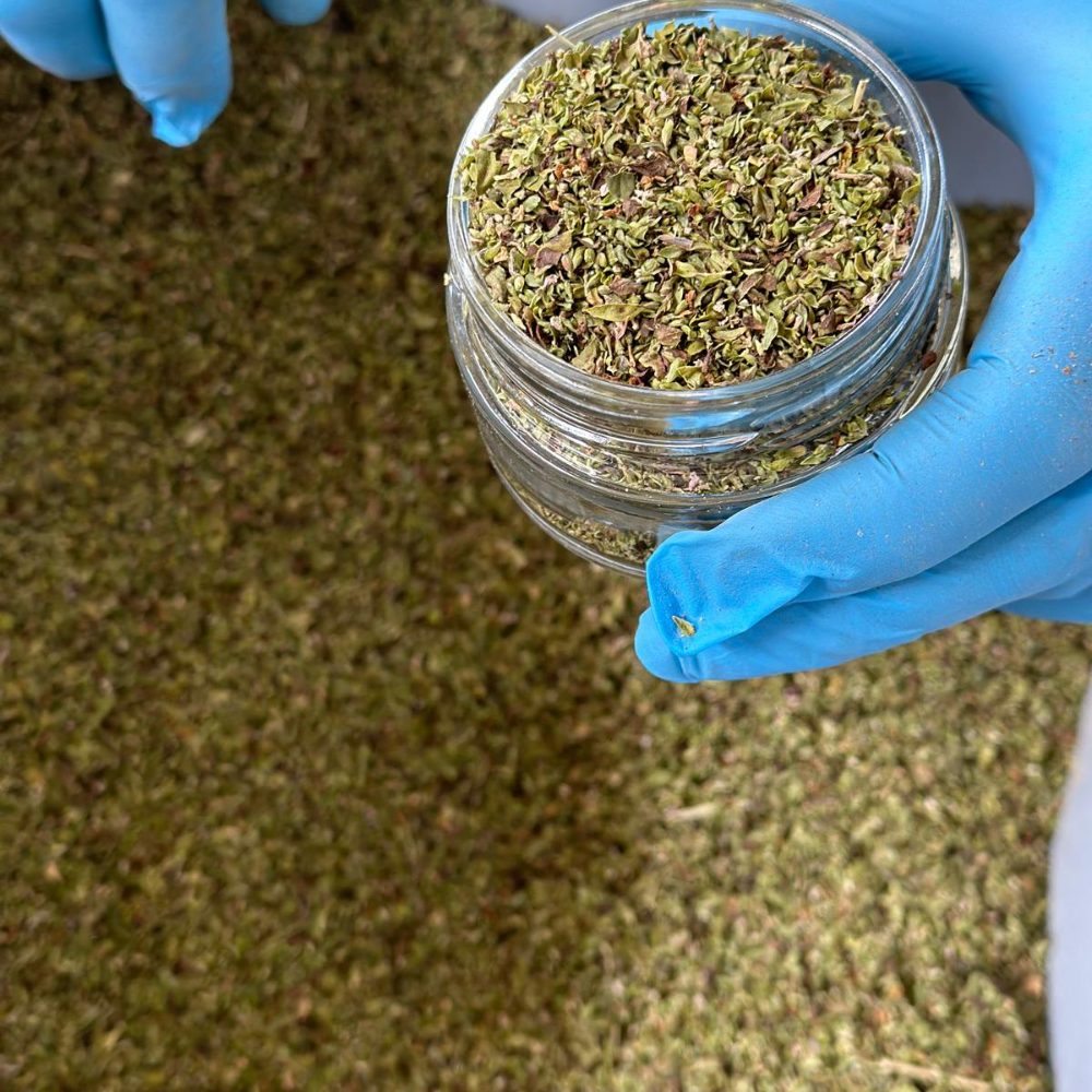 Origano di Sicilia in Vaso - 20gr