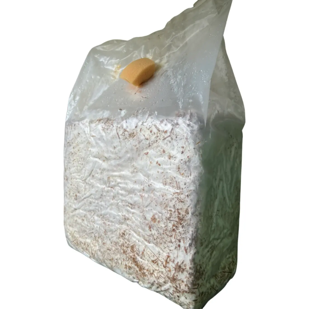 3 Ballette per Coltivare i Funghi Pioppini in Casa - 3 Ballette da circa 5Kg l'una