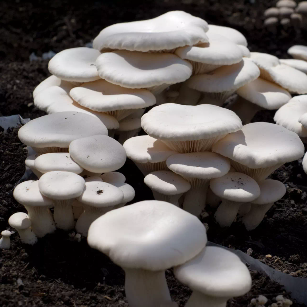 6 Ballette per coltivare i Funghi Cardoncelli Bianchi del Murgia
