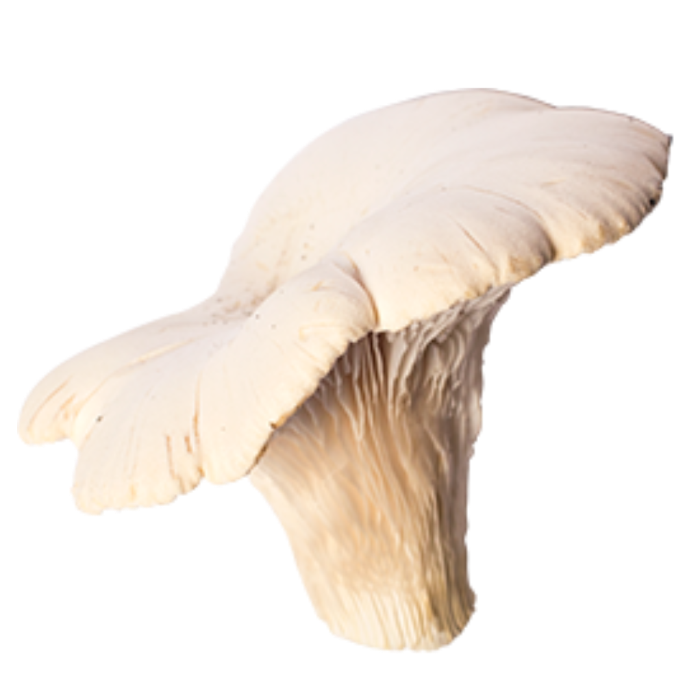 Balletta per Coltivare il Fungo Cardoncello Bianco della Murgia - Balletta da Circa 5Kg