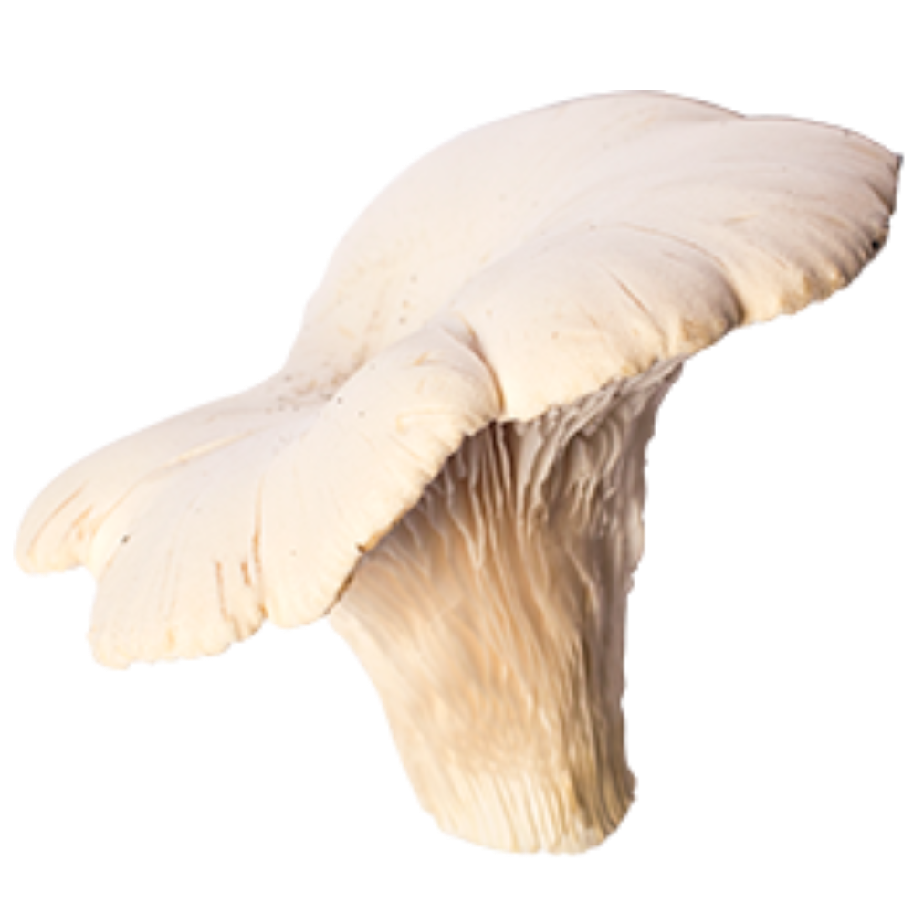 3 Ballette per Coltivare il Fungo Cardoncello Bianco della Murgia - 3 Ballette da Circa 5Kg l'una