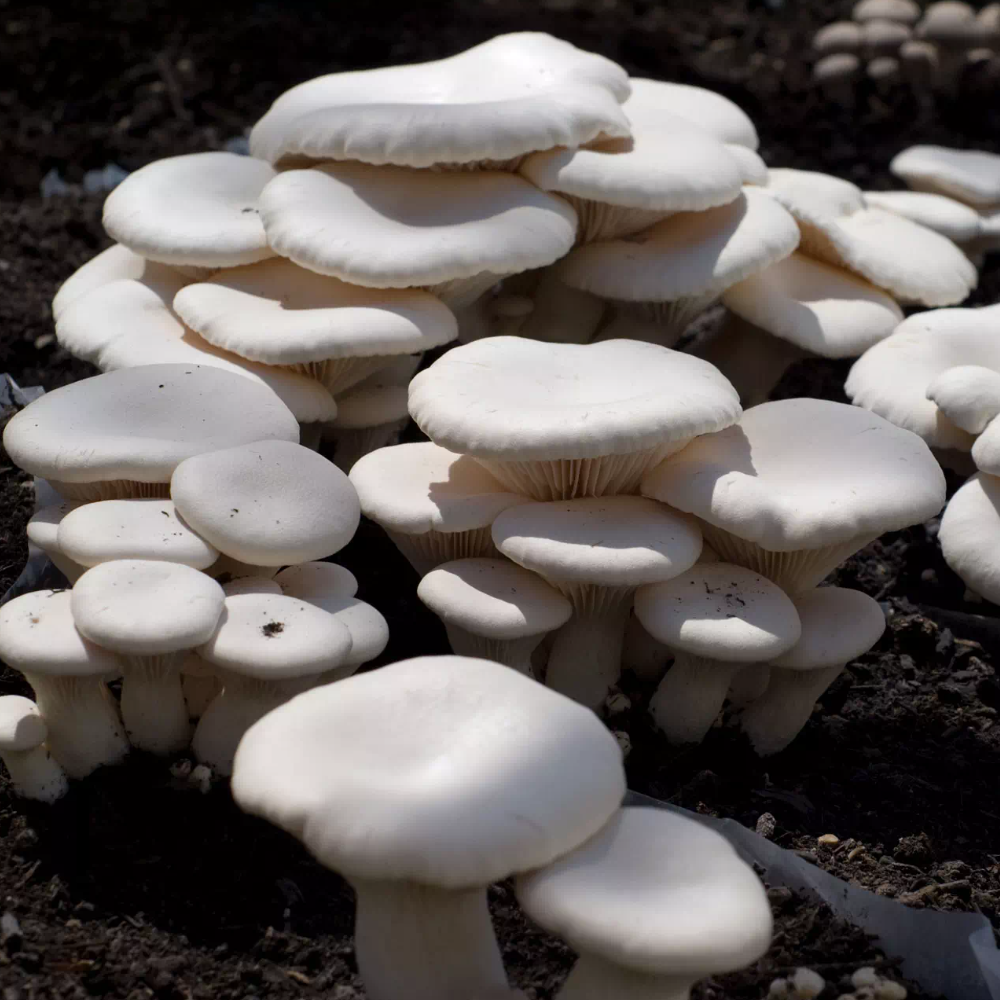 Balletta per coltivare i Funghi Cardoncelli Bianchi della Murgia