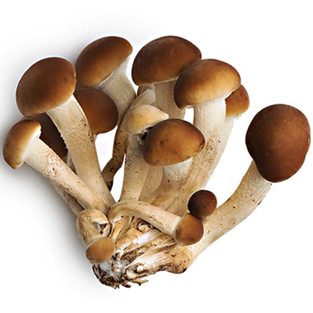 3 Ballette per Coltivare i Funghi Pioppini in Casa - 3 Ballette da circa 5Kg l'una