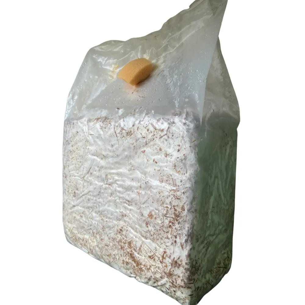 Balletta per Coltivare il Fungo Cardoncello Bianco della Murgia - Balletta da Circa 5Kg