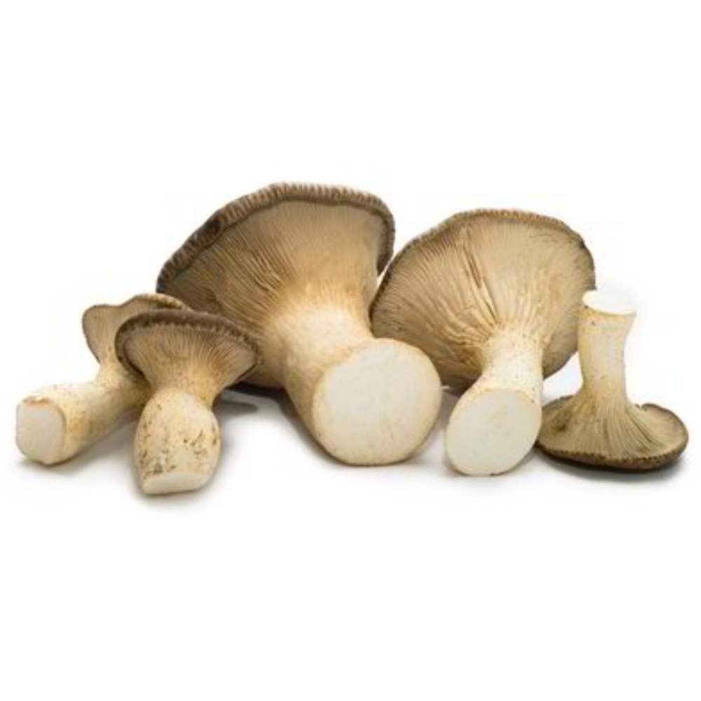 Ballette per coltivare i Funghi Cardoncelli della Murgia "Ceppo D+" - 1 Balletta, 3 Ballette o 6 Ballette