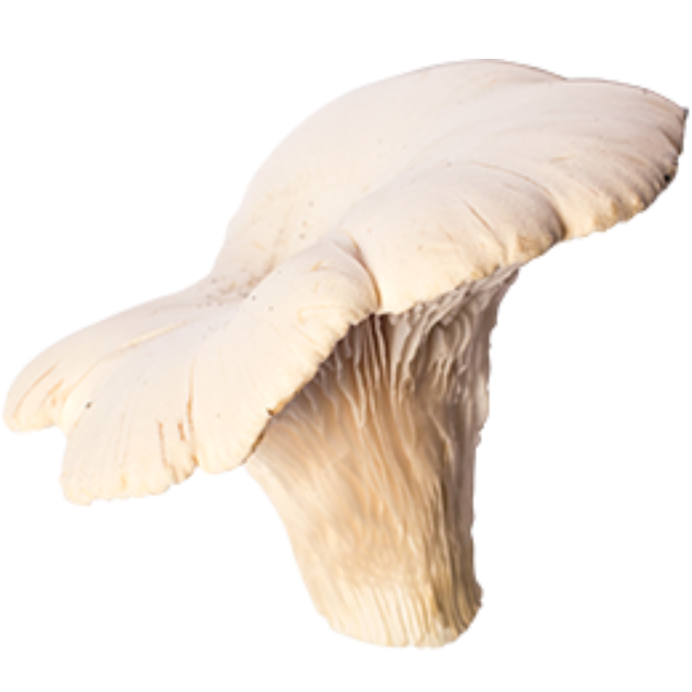 6 Ballette per Coltivare il Fungo Cardoncello Bianco della Murgia - 6 Ballette da Circa 5Kg l'una