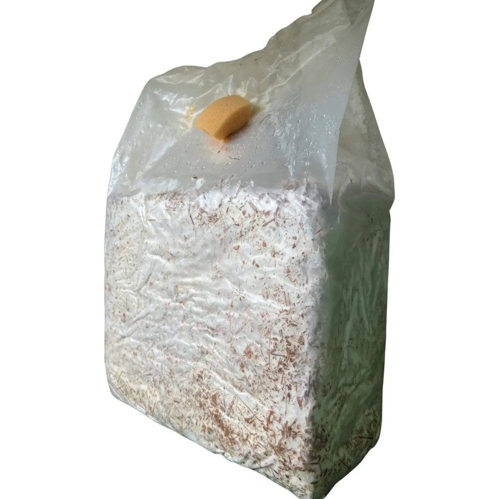 6 Ballette per Coltivare i Funghi Pioppini in Casa - 6 Ballette da circa 5Kg l'una