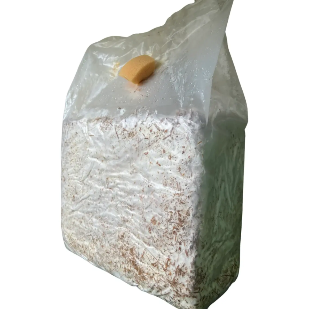 Ballette per Coltivare i Funghi Cardoncelli della Murgia "Ceppo DB 160" - 1 Balletta, 3 Ballette o 6 Ballette