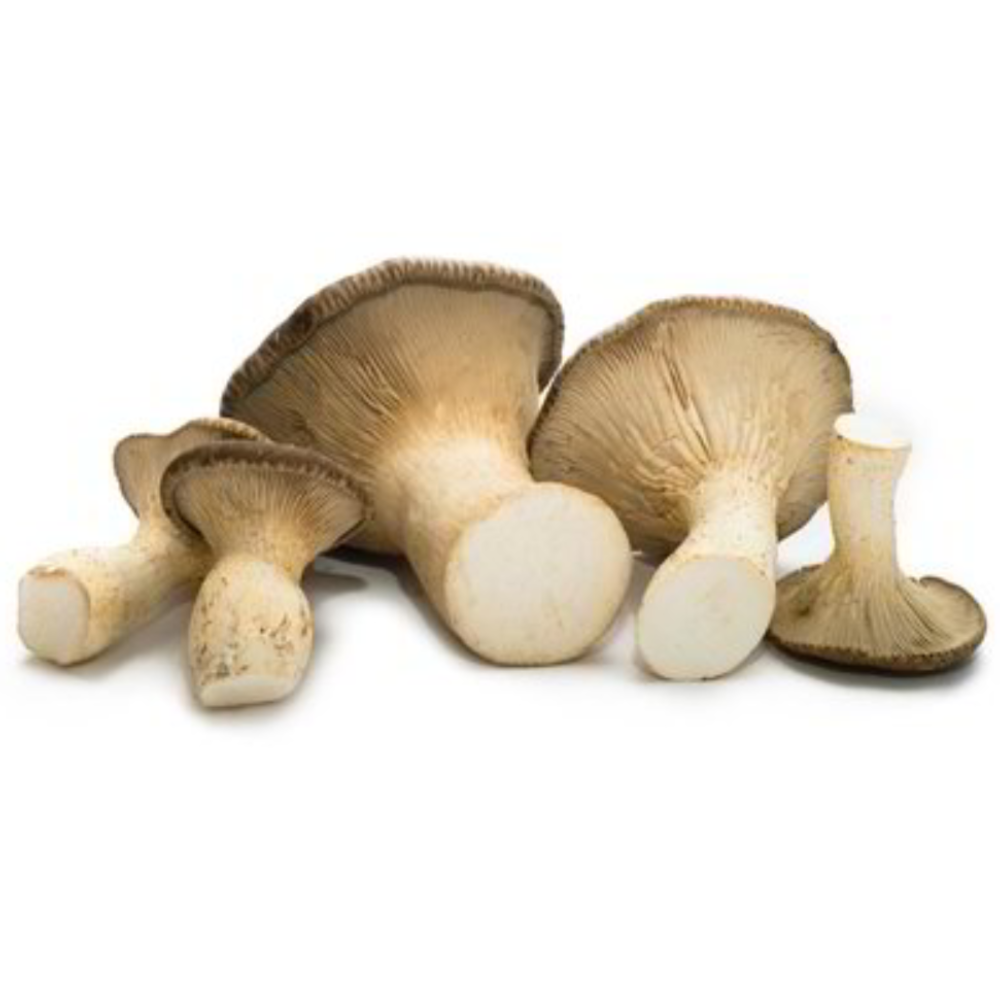 Ballette per coltivare i Funghi Cardoncelli della Murgia "Ceppo 146" - 1 Balletta, 3 Ballette o 6 Ballette