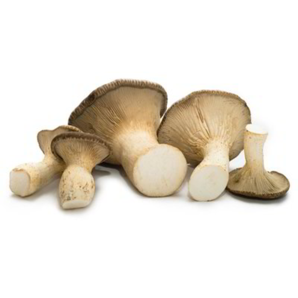 Balletta per coltivare i Funghi Cardoncelli della Murgia "Ceppo 146" 