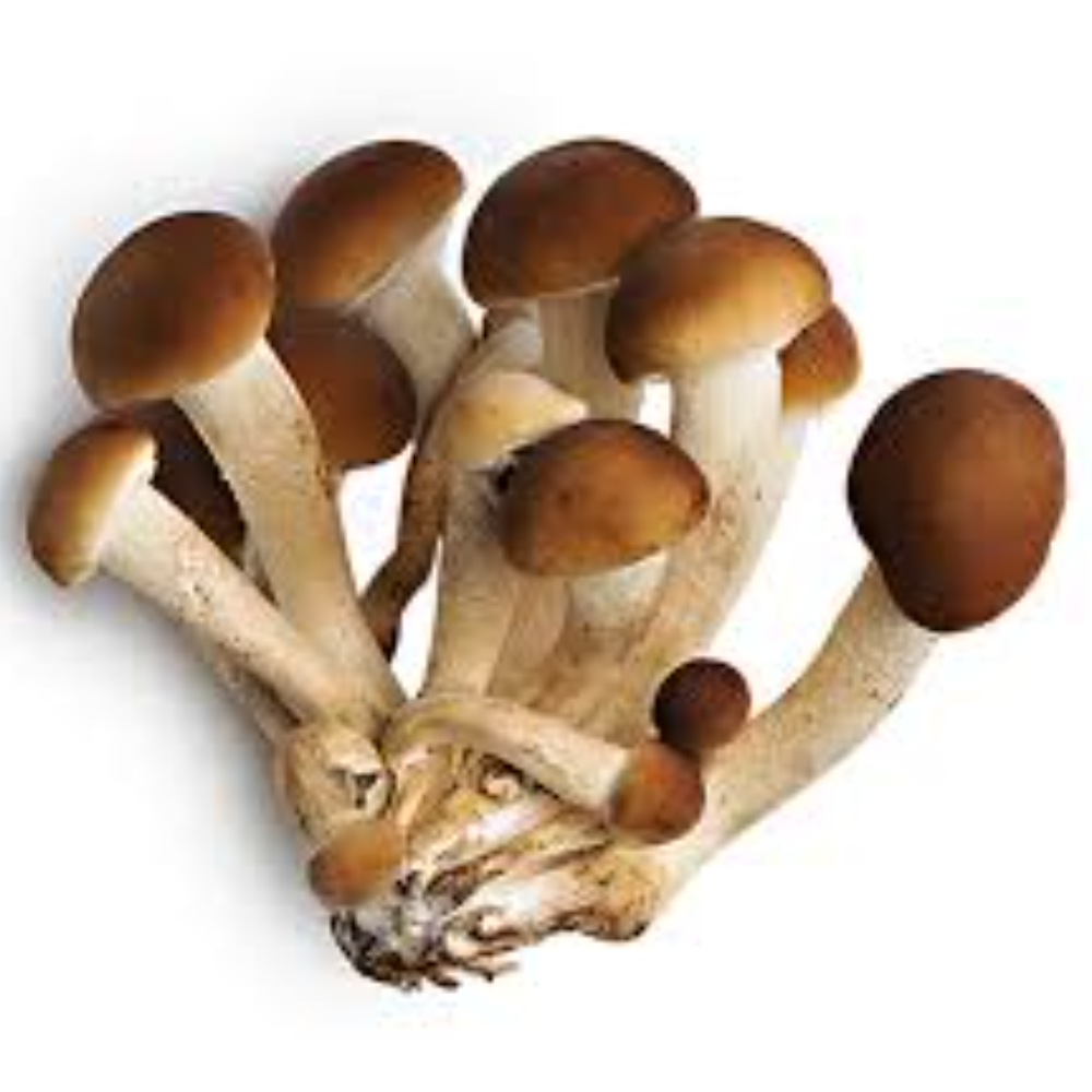 Balletta per Coltivare il Fungo Pioppino "Pholiota Aegerita"