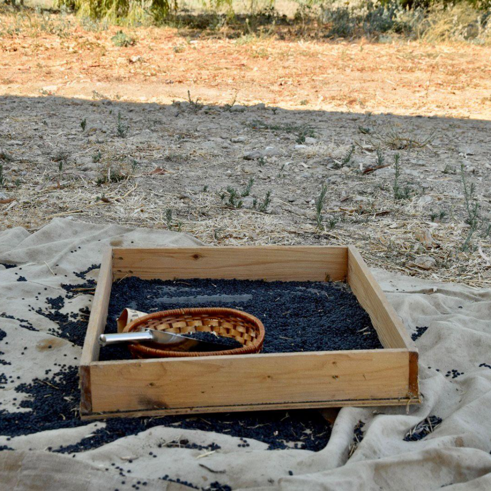 Lenticchia Nera delle Colline Ennesi "Presidio SlowFood" - 5Kg