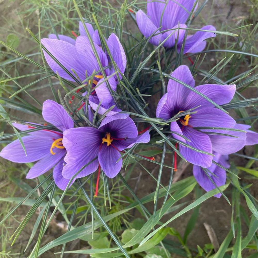 Zafferano Lavorato a Mano - 5g