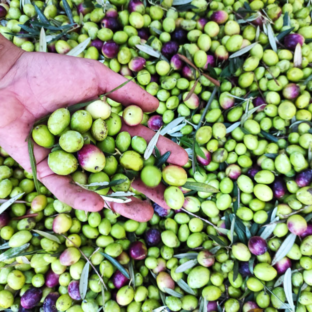 Olio Extra Vergine d’Oliva Italiano – Latta da 5 Litri
