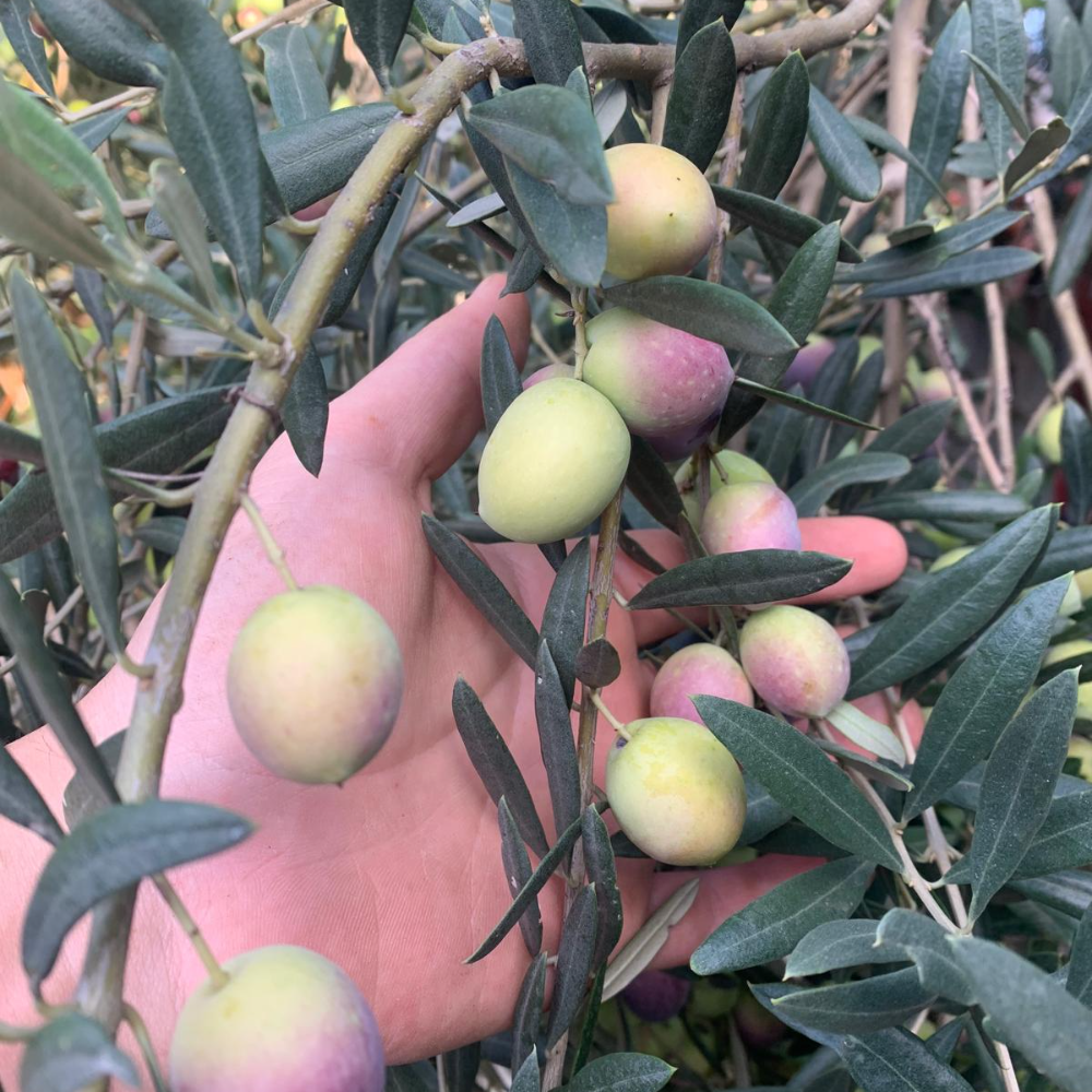 Olio Extra Vergine d’Oliva siciliano - Latta da 5 Litri