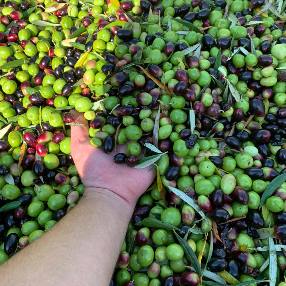 Olio Extra Vergine d’Oliva siciliano - Latta da 5 Litri