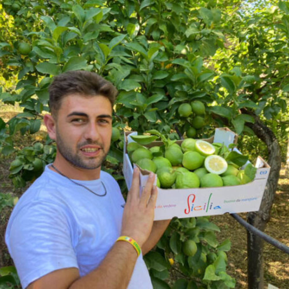 Limone Biologico Verdello Siciliano – Cassettina da 15 kg