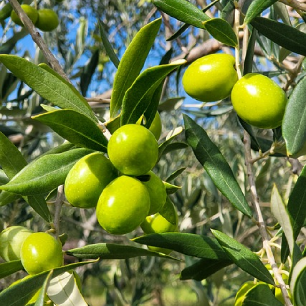 Olio Extra Vergine d’Oliva Siciliano – Latta da 5 litri