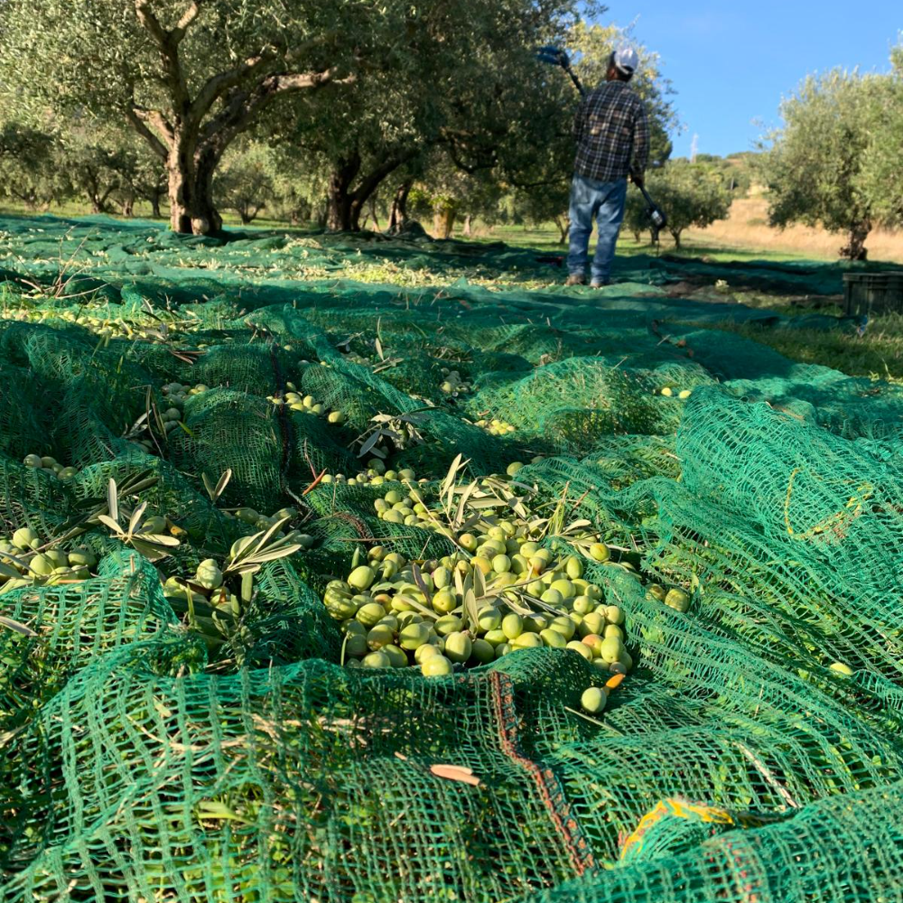 Olio Extra Vergine d’Oliva siciliano - Latta da 5 Litri