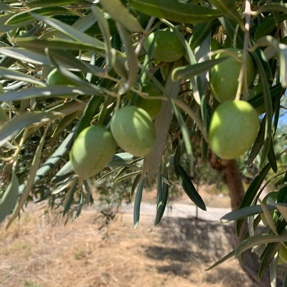 Olio Extra Vergine d’Oliva siciliano - Latta da 5 Litri