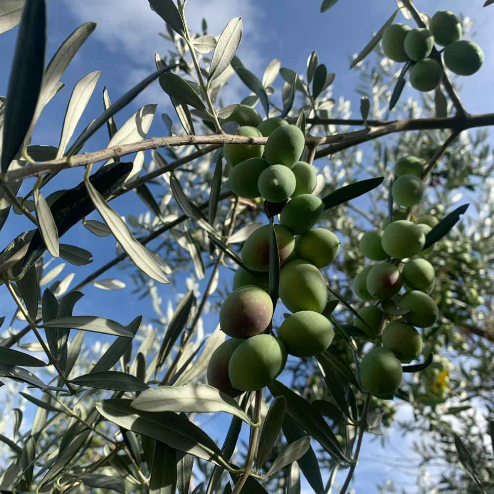 Olio Extra Vergine d’Oliva siciliano – Latta da 5 litri