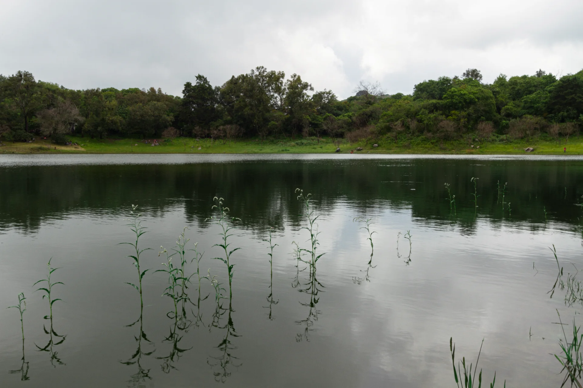 Granja Colectiva