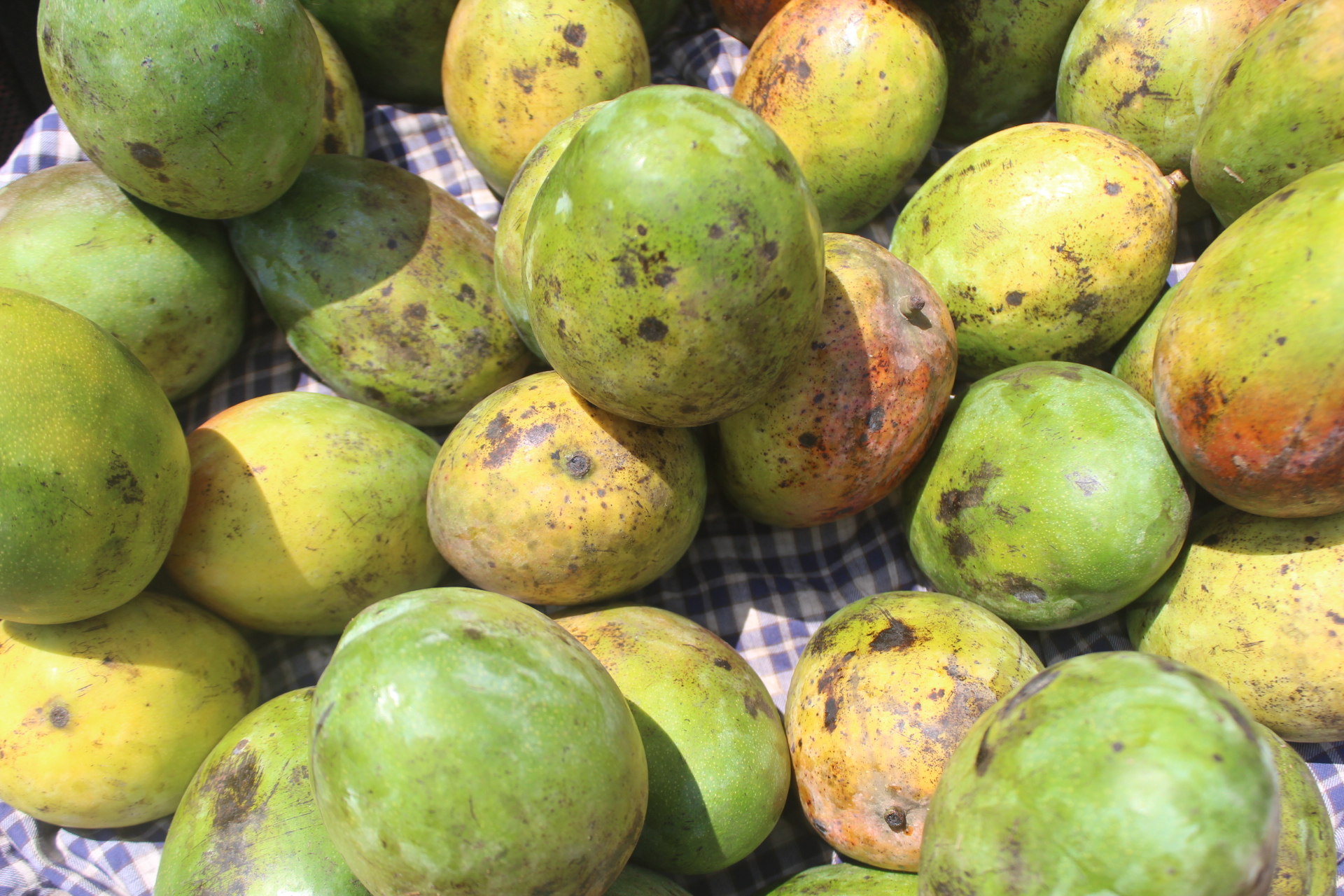 Box of Mangoes (Seasonal)