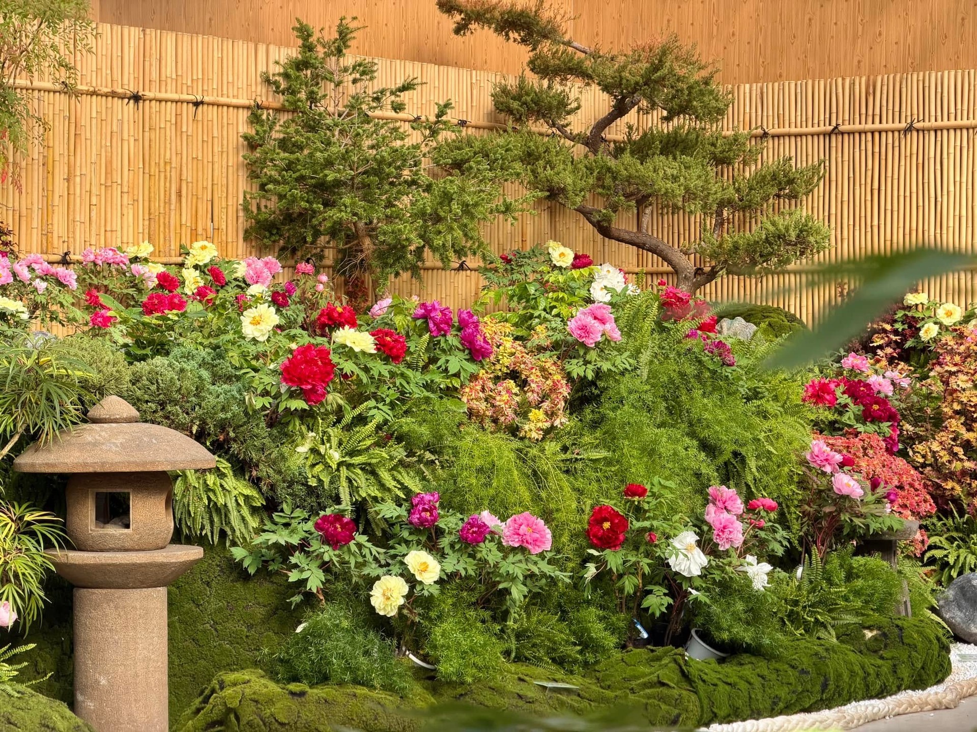 花露農場牡丹花