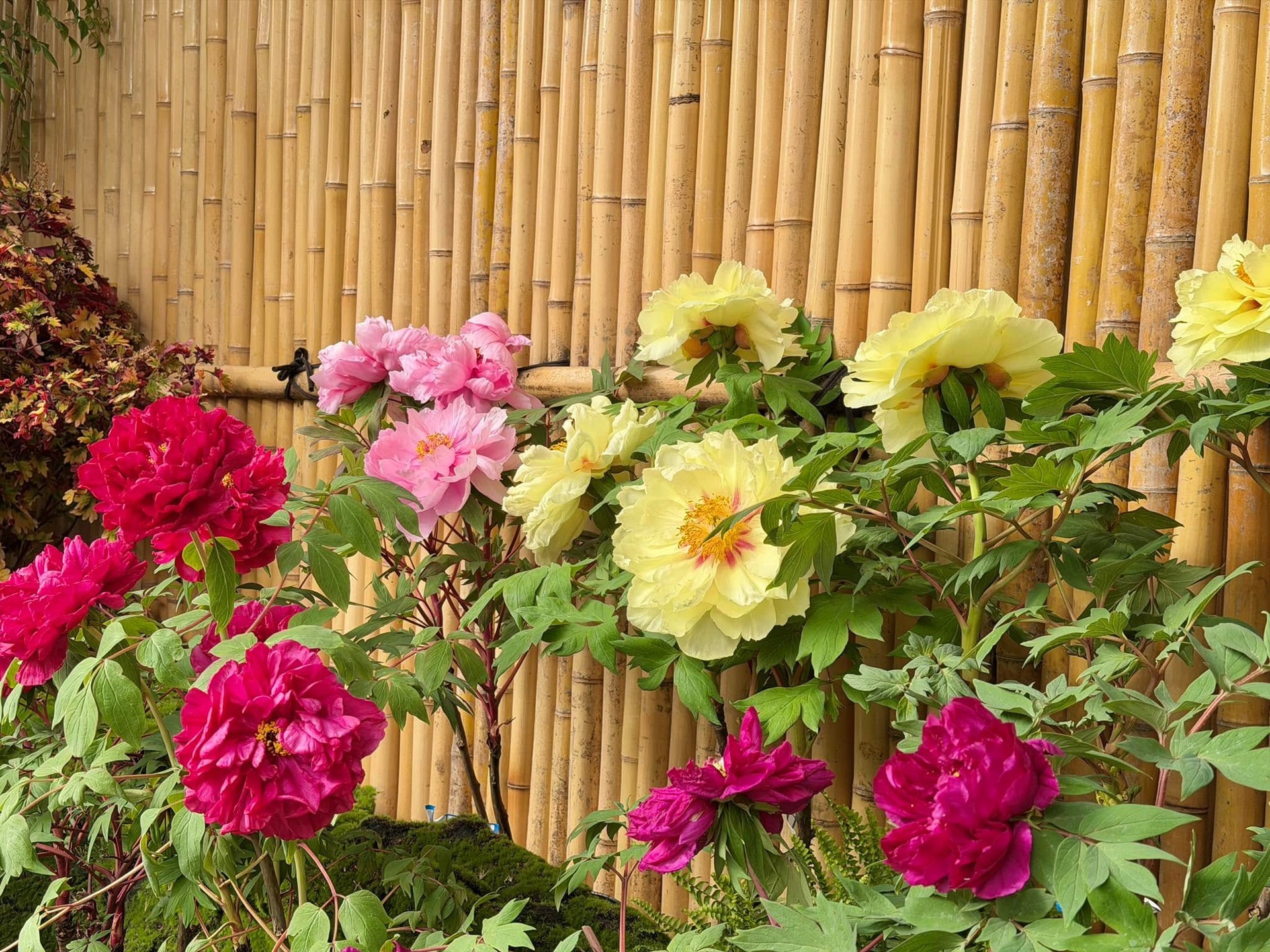 花露農場牡丹花