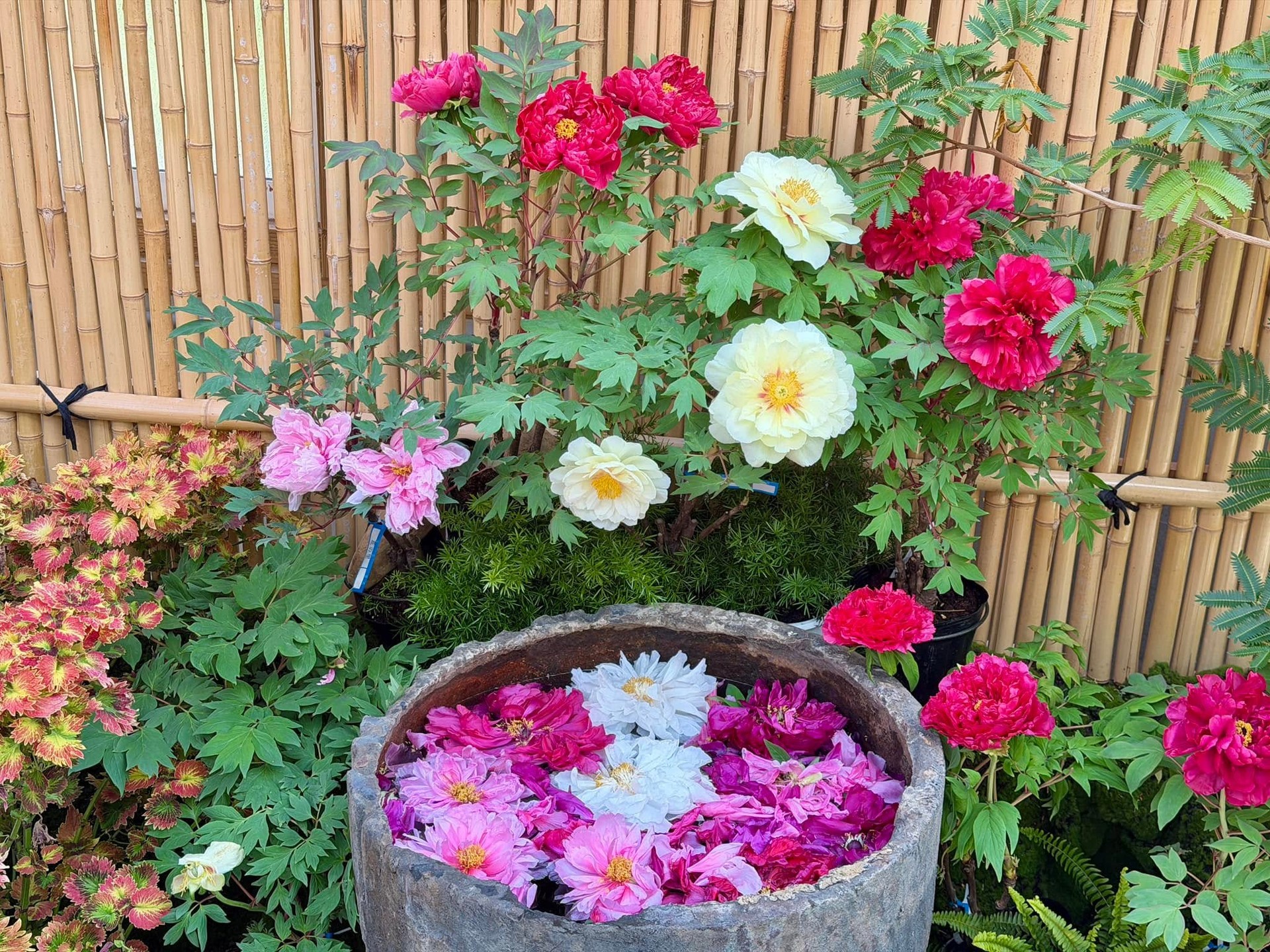 花露農場牡丹花