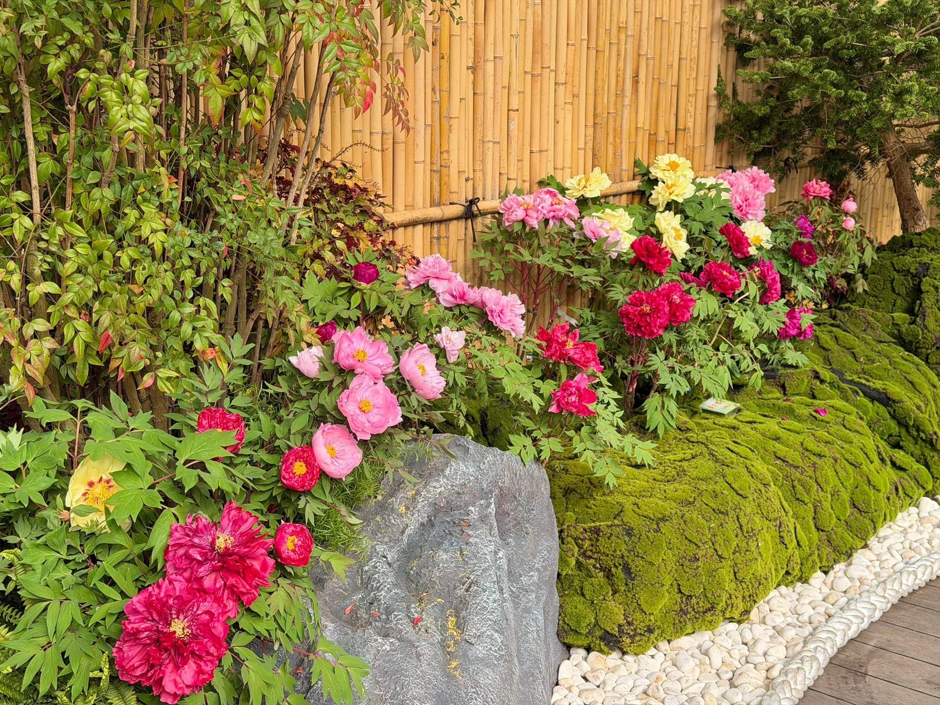 花露農場牡丹花