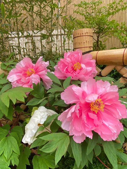 花露農場牡丹花